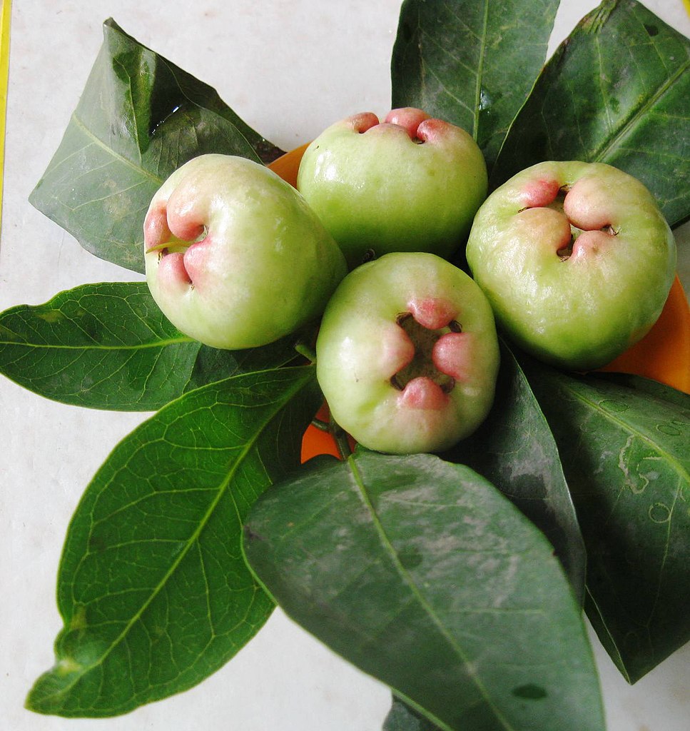 Wax apple fruit with leaves. The thin, glossy skin and bell‑shaped form distinguish it from common apples.